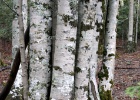 Ordesa   R.Eveleens